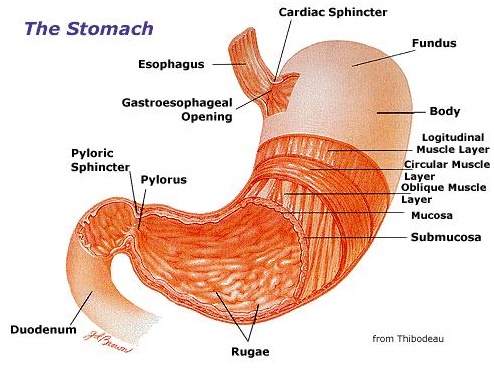 2342_stomach - Steps in digestion.png